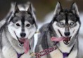 /album/fotogaleria-uvodna-stranka1/huskies-jpg/