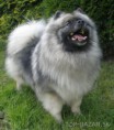 /album/fotogaleria-uvodna-stranka/a46051-keeshond-nemecky-spic-vlci-prodam-stenata-s-pp-jpg/