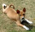 /album/fotogaleria-uvodna-stranka/basenji-0019-jpg/