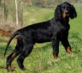 /album/fotogaleria-uvodna-stranka/gordonsetter-jpg/